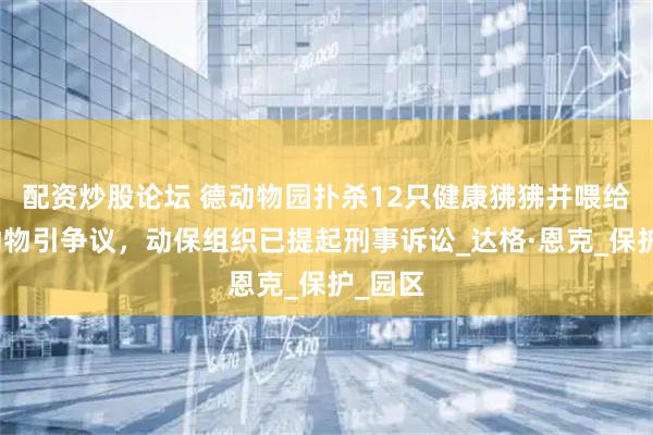 配资炒股论坛 德动物园扑杀12只健康狒狒并喂给食肉动物引争议，动保组织已提起刑事诉讼_达格·恩克_保护_园区